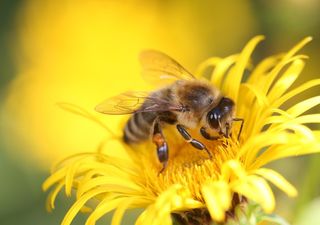 Bienen durch Hitze und veränderte Landnutzung zunehmend bedroht – Populationen seit Jahrzehnten rückläufig