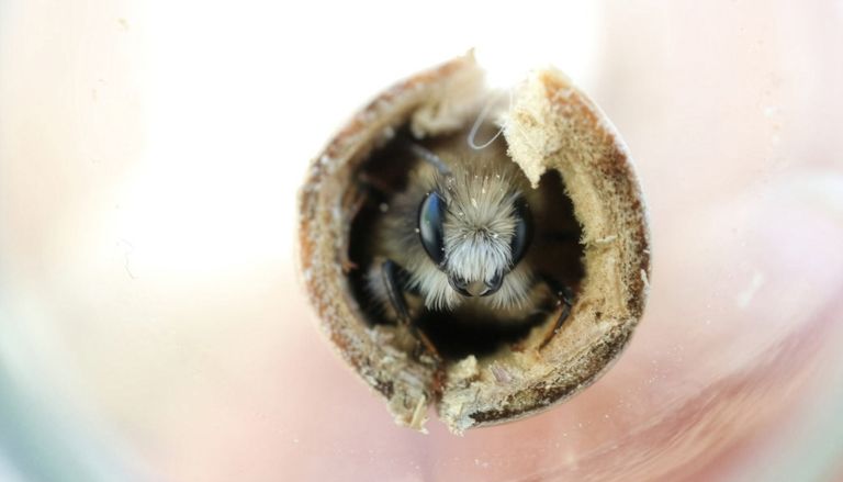 Bienen und Wespen: Fr&uuml;he Schlupfzeiten verringern &Uuml;berlebenschancen &ndash; Arten aus k&uuml;hleren Regionen besonders belastet