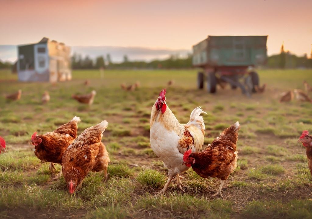 Une tendance croissante appréciée par les consommateurs : les poulets élevés en plein air, heureux et en pâturage.