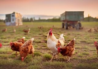 Benessere degli animali: con l'intelligenza artificiale si è scoperto che i polli si eccitano e hanno paura