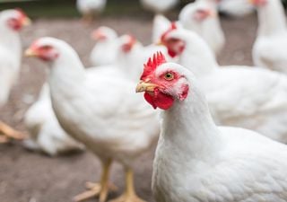 Animal welfare: With artificial intelligence they verified that chickens get excited and afraid