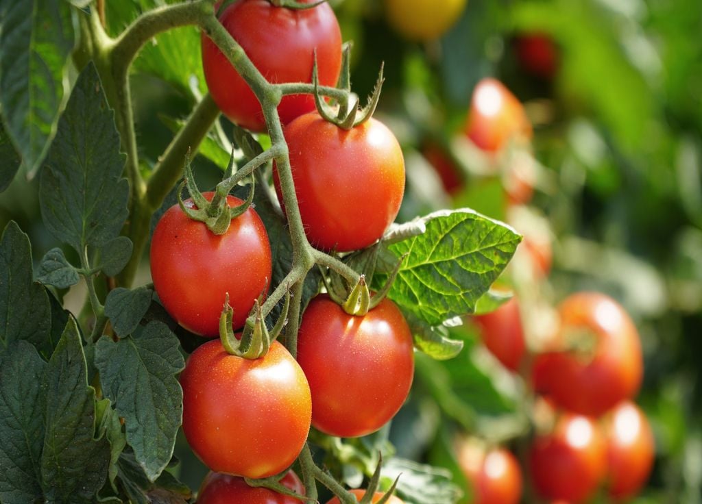 Pour avoir de belles tomates, il faut commencer par un bon semi !