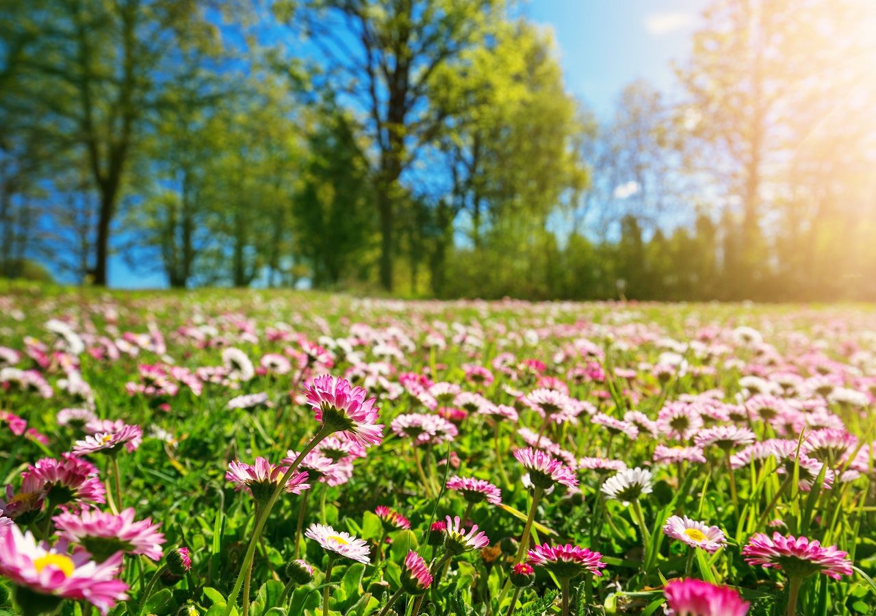 Bienvenida primavera 2020 ¿Cuándo comienza en Chile?