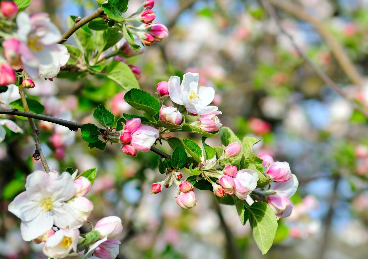 Bienvenida primavera 2020 ¿Cuándo comienza en Chile?