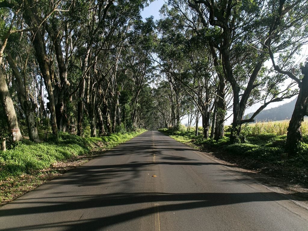 Primavera, Pronostico, Soleado