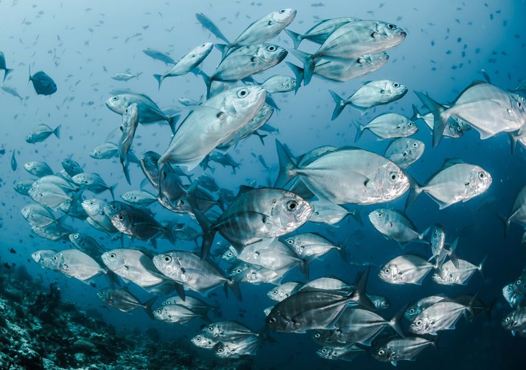 Big fish, little fish: how humans are influencing the size of marine species
