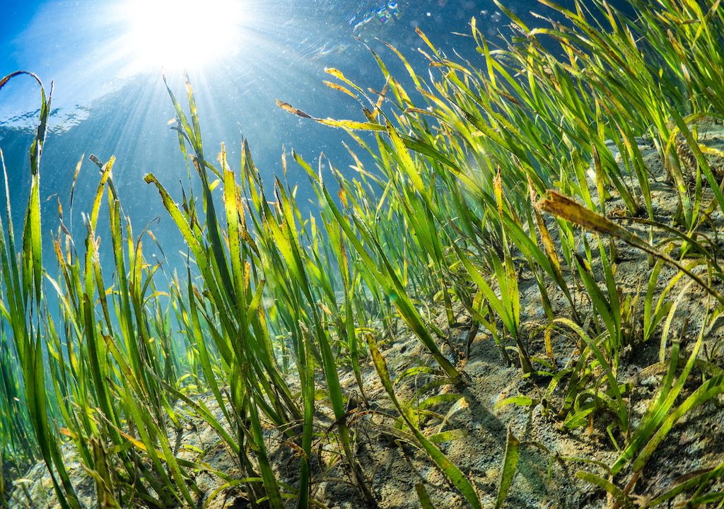 Seagrass meadows hold carbon in their roots and leaves, while contributing to marine life.