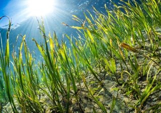 Biggest ever Scottish seagrass restoring programme takes off