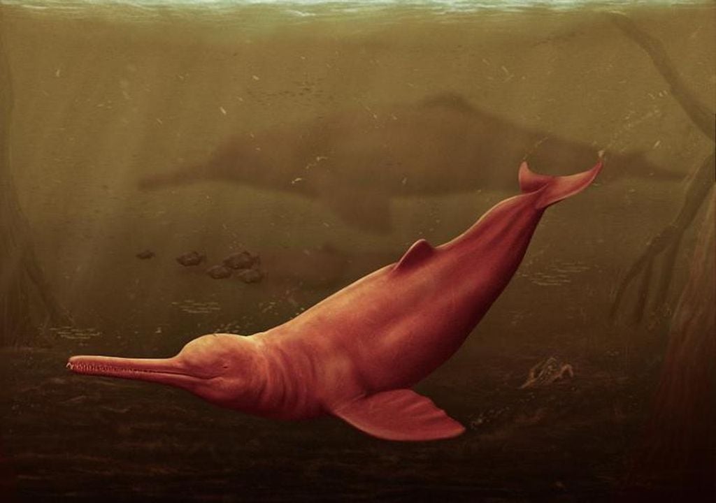 Flussdelphin, Peru.