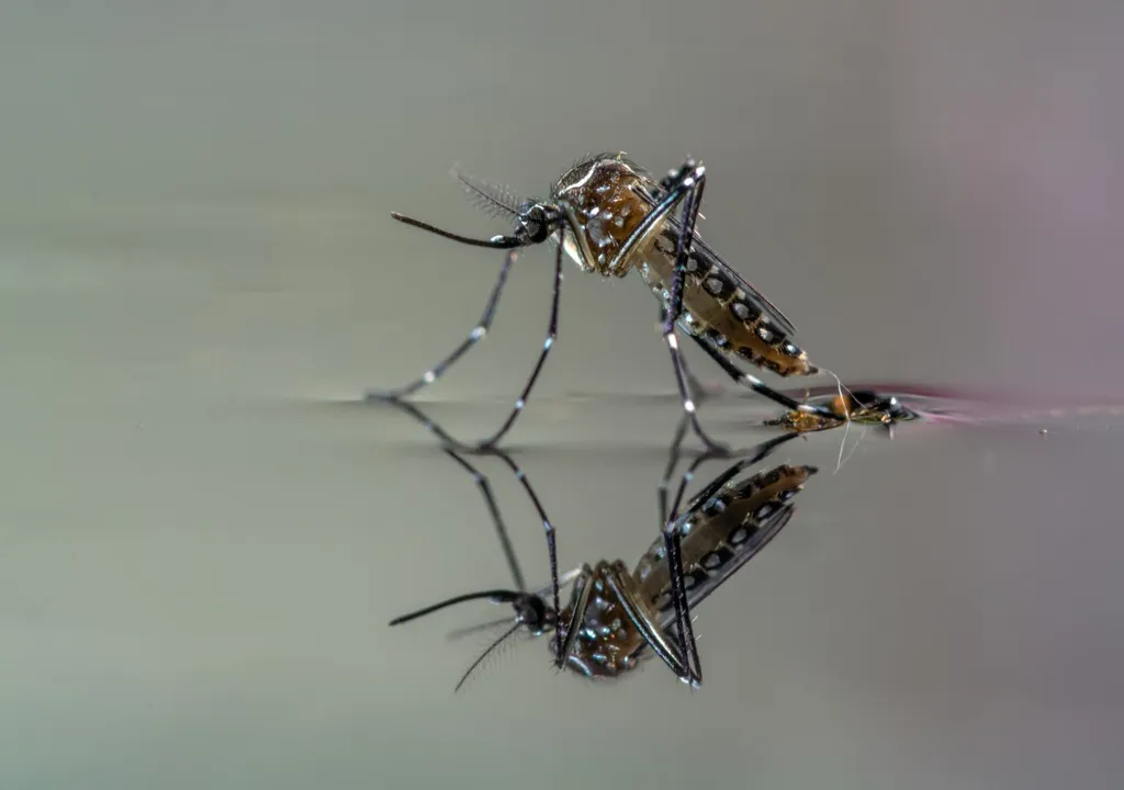 Male mosquitoes do not bite or transmit disease.