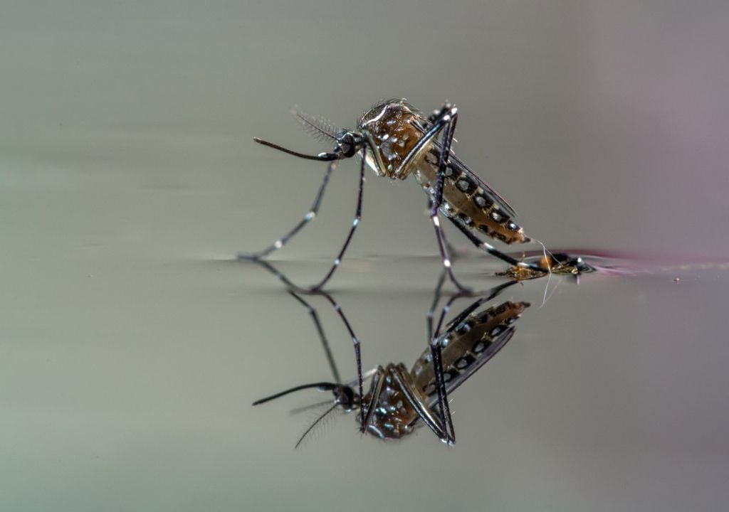 Mosquito Dengue Estados Unidos