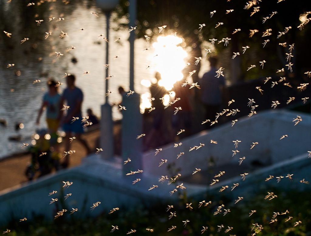 Mosquitos Mosquitos