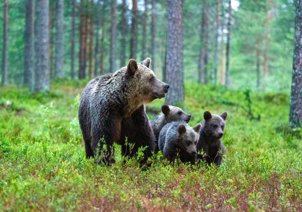 Urso Urso
