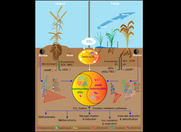 El biocarb&oacute;n no es bueno: desplaza los microbios del suelo que fijan el di&oacute;xido de carbono en las tierras agr&iacute;colas