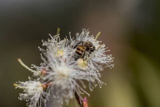 La biodiversidad desaparece de día en día