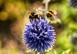 Biodiversidade essencial na nossa alimentação e agricultura está a desaparecer!