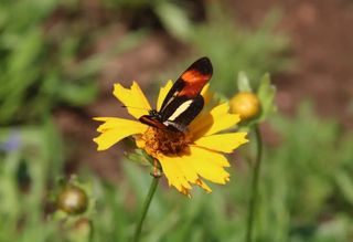 Biodiversidade invis&iacute;vel: o colapso silencioso dos insetos no Brasil