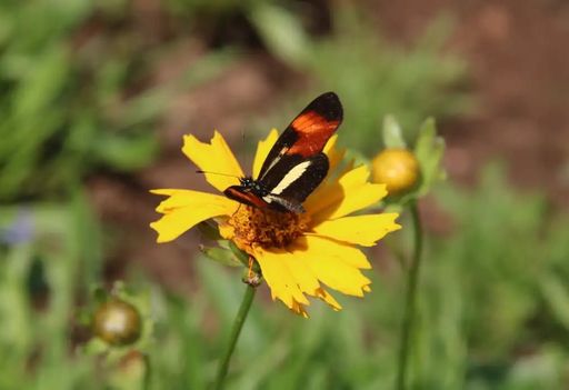 Biodiversidade invis&iacute;vel: o colapso silencioso dos insetos no Brasil