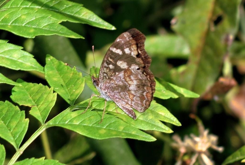 Insetos desempenham funções essenciais no meio ambiente, como a polinização. Crédito: Roger Villanueva