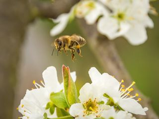 Biodiversità, è in corso la sesta estinzione di massa sul nostro pianeta