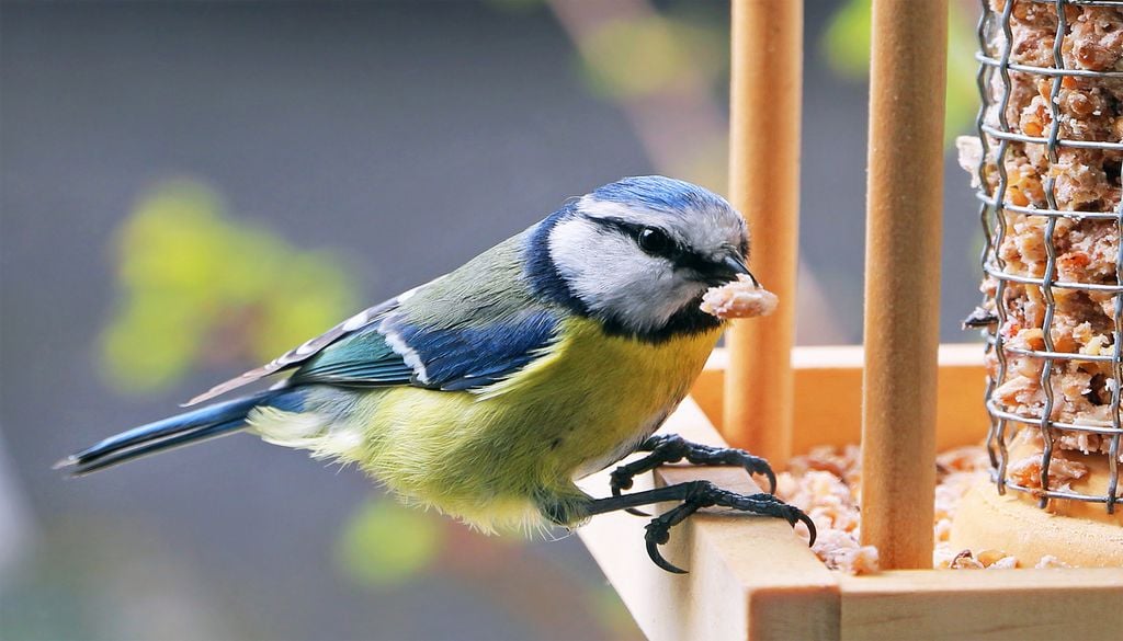 Une mésange charbonnière se nourrit sur une mangeoire.
