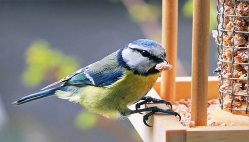 Biodiversit&eacute; : avec l'arriv&eacute;e du printemps, ne nourrissez plus les oiseaux ! Cela pourrait &ecirc;tre contre-productif !