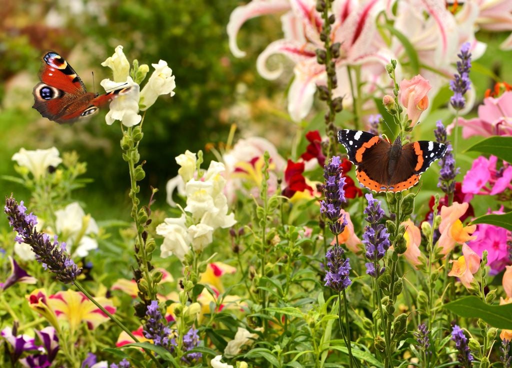 Biodiversité insecte jardin