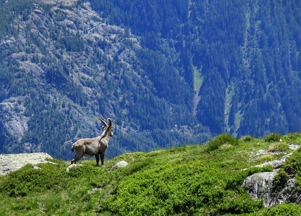 Un bouquetin des Alpes aux cornes courbées se tient avec confiance sur une falaise de montagne à Chamonix, France