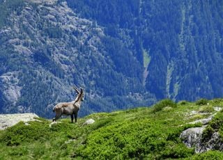 Biodiversité et climat : l'Europe en alerte, et la France dans tout ça ?
