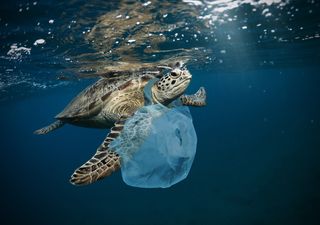 Biodiversité : les dirigeants mondiaux s'engagent à sauver la planète