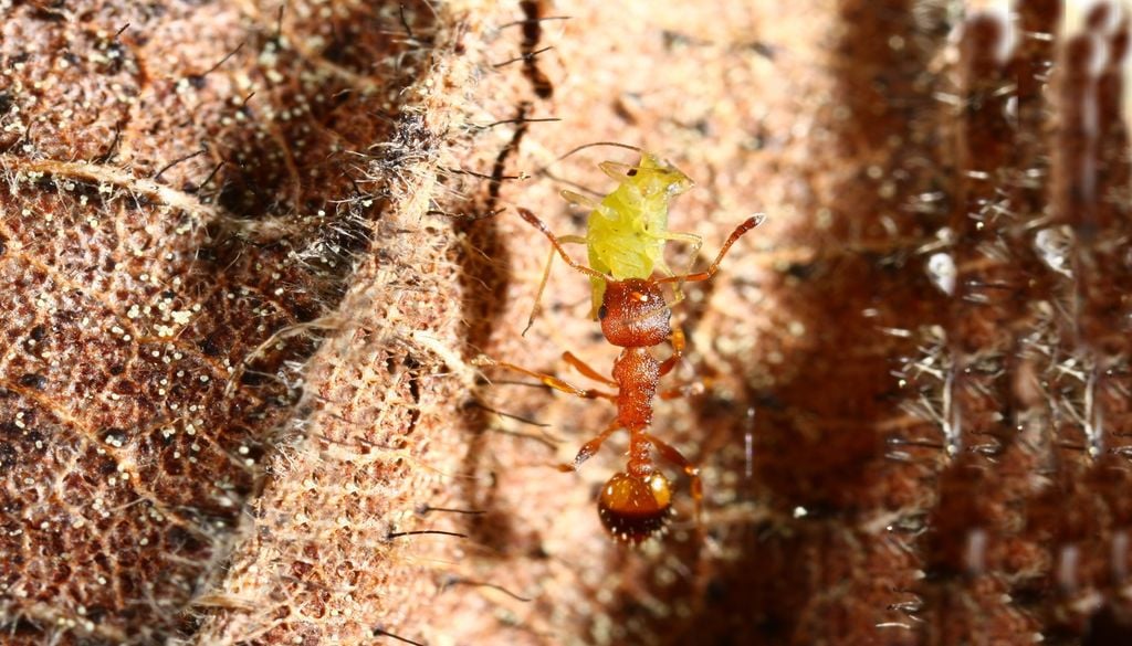Un troisième foyer de fourmis électriques découvert dans le Var.