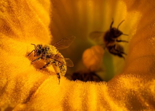 Biodiversit&eacute; : quelle est cette solution naturelle qui pourrait sauver les abeilles et les r&eacute;coltes ?