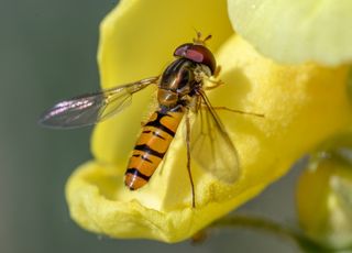 Biodiversité : quels sont ces pollinisateurs méconnus qui disparaissent en silence des zones urbaines ? 