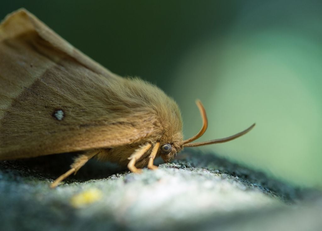 mariposa mariposa