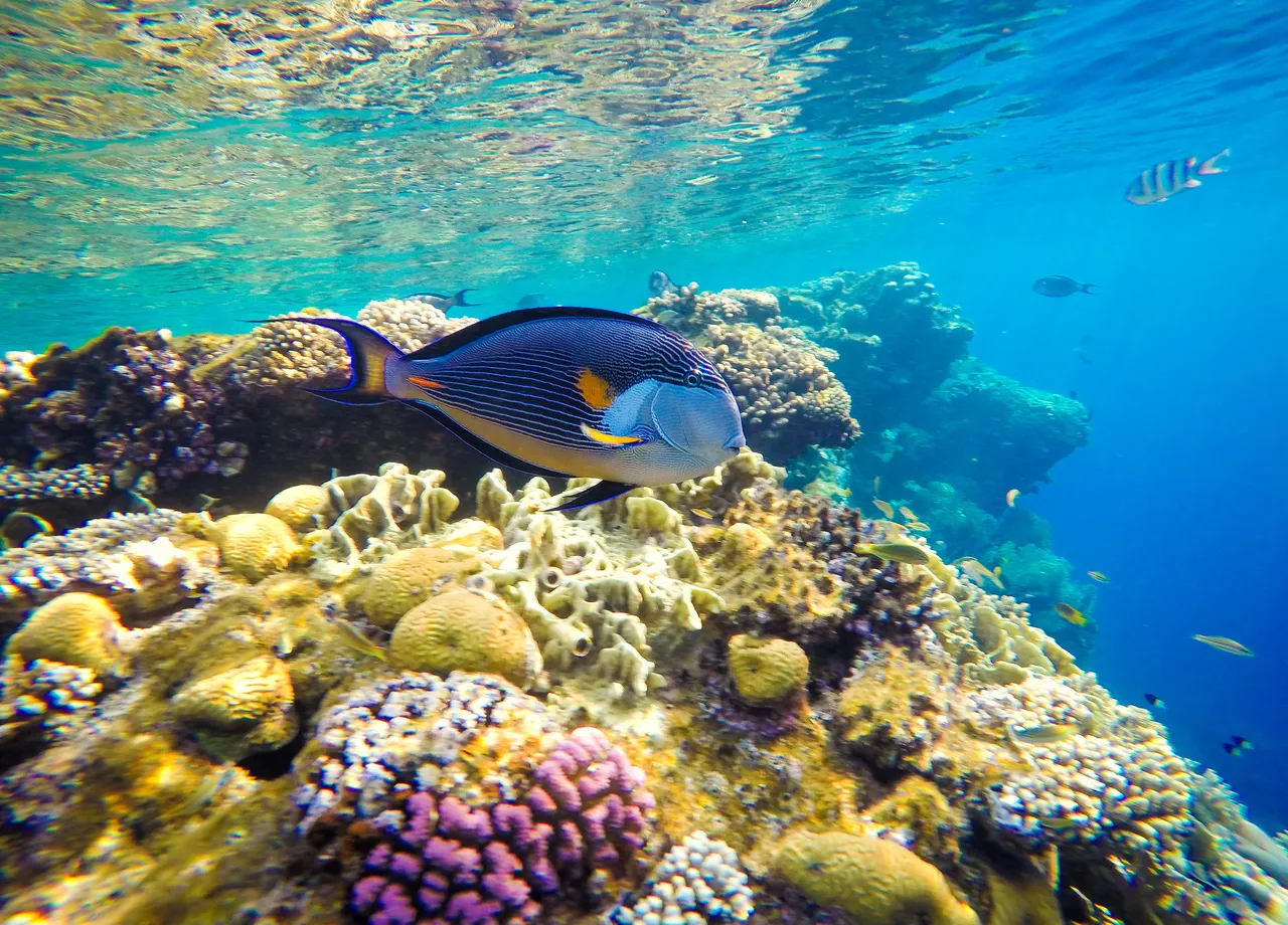 Récif corallien exceptionnellement gigantesque découvert au large de Tahiti !