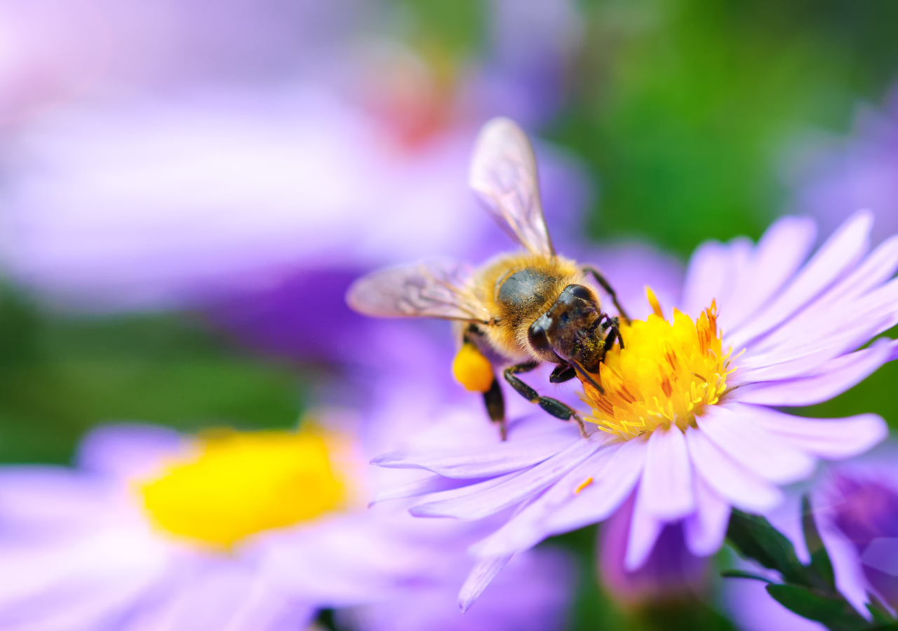 Una abeja recorre hasta 5 km diarios en busca de néctar.