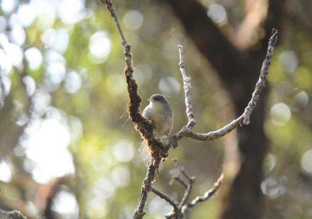 photograph of bird