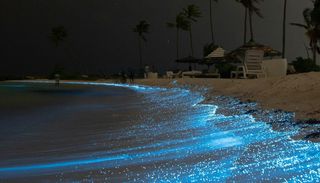 Biolumineszenz: Neuer chemischer Zusammenhang hinter dem geheimnisvollen Leuchten der Natur entdeckt