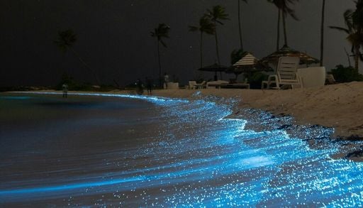 Biolumineszenz: Neuer chemischer Zusammenhang hinter dem geheimnisvollen Leuchten der Natur entdeckt