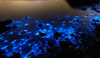 La bioluminiscencia evolucionó por primera vez en animales hace al menos 540 millones de años