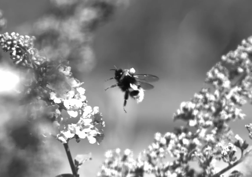 abeja entre flores