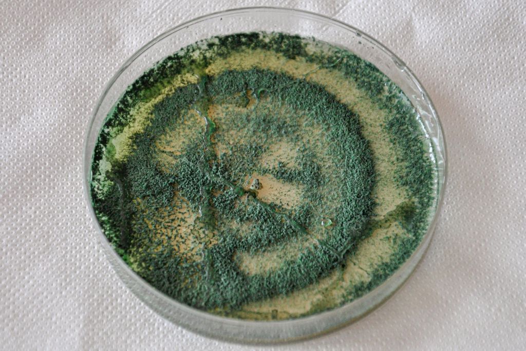 Trichoderma, pesquisa, pragas