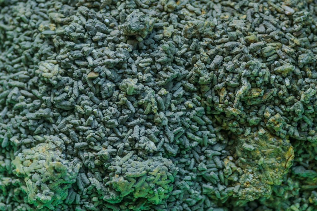 Trichoderma, fungo, praga