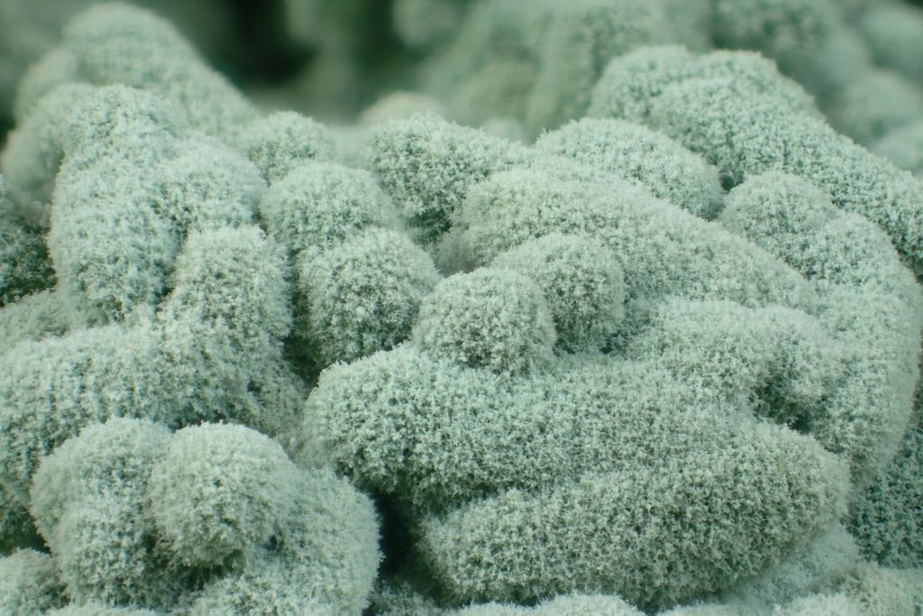 Agricultura, sustentável, trichoderma