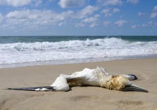 "Heartbreaking" bird flu outbreak decimating British seabird colonies