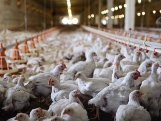 Bird flu 'prevention zone' declared across UK amid largest ever outbreak