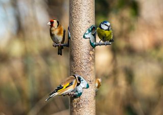 Birds brought new music to us during lockdown