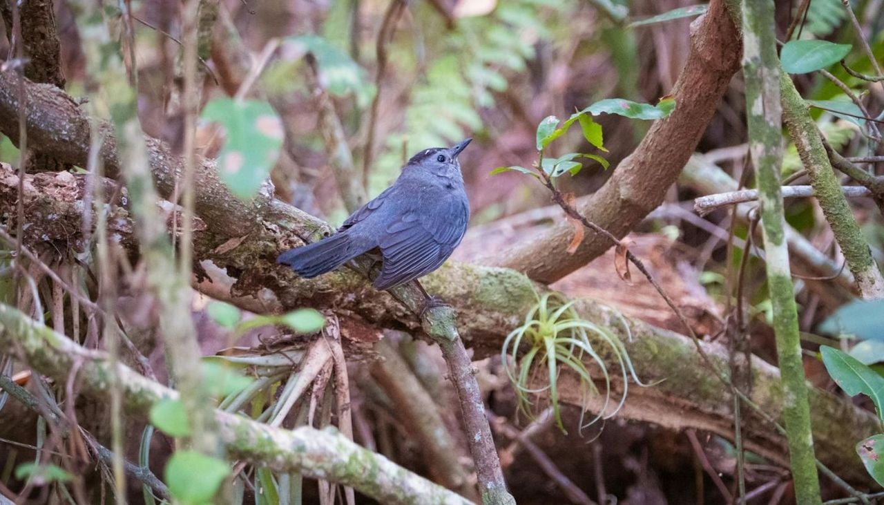 Birds have regional accents, and scientists are just figuring them out now