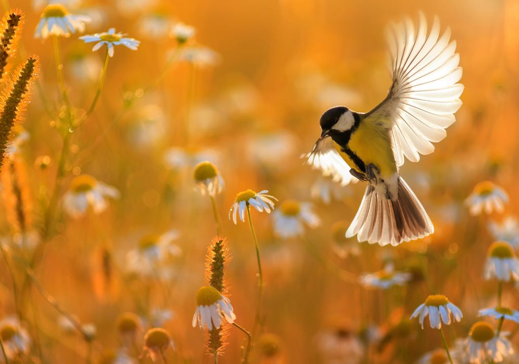 Manche Vögel haben eine besondere Anziehungskraft auf Touristinnen und Touristen