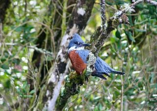 Birdwatching en Chile: 5 lugares imperdibles para avistar aves a lo largo del país